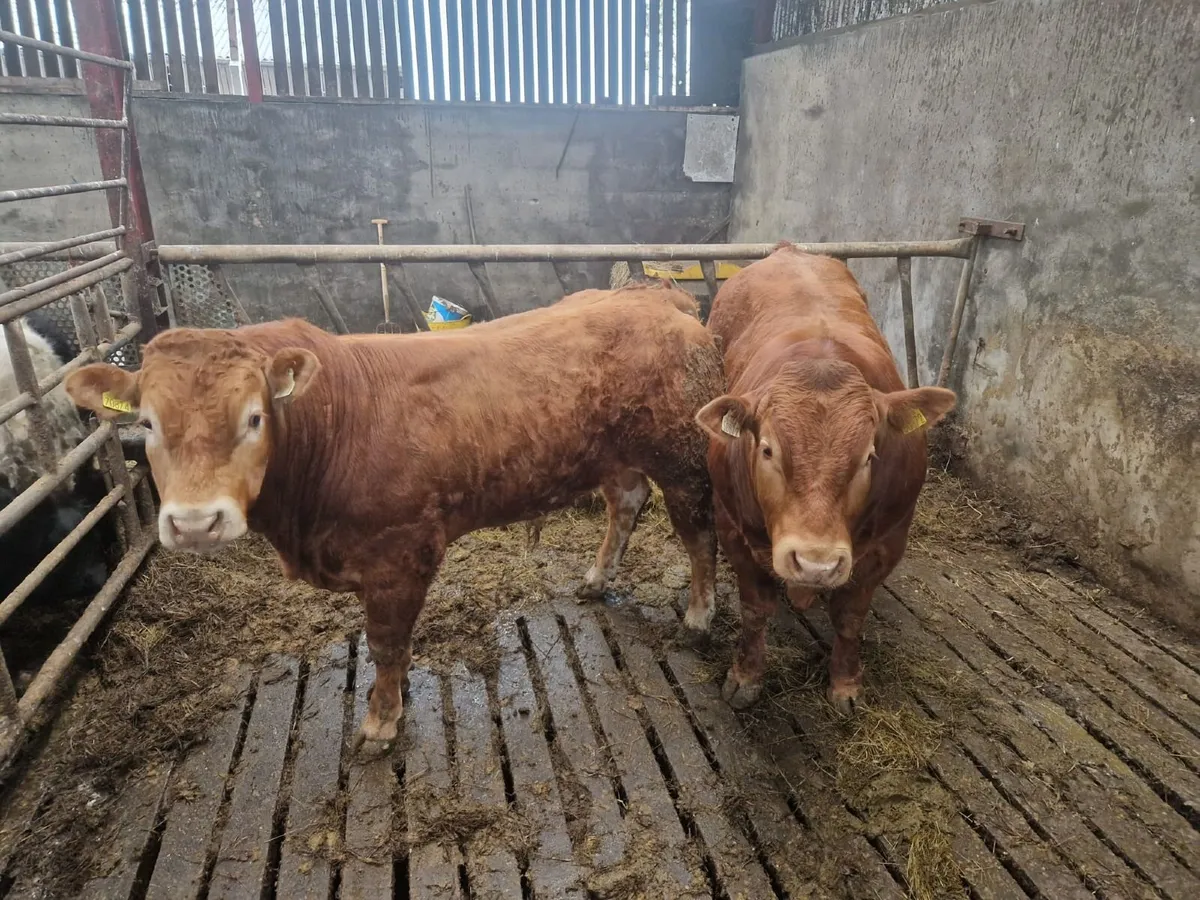Limousin Bulls - Image 1