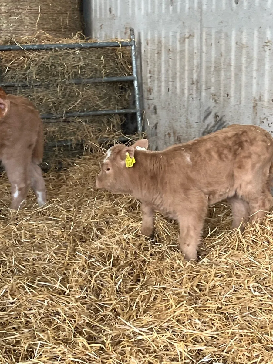Charolais calf off red lim cow - Image 2