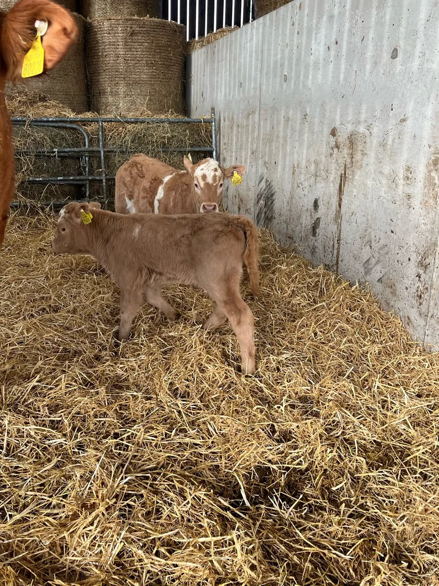 Charolais calf off red lim cow - Image 3