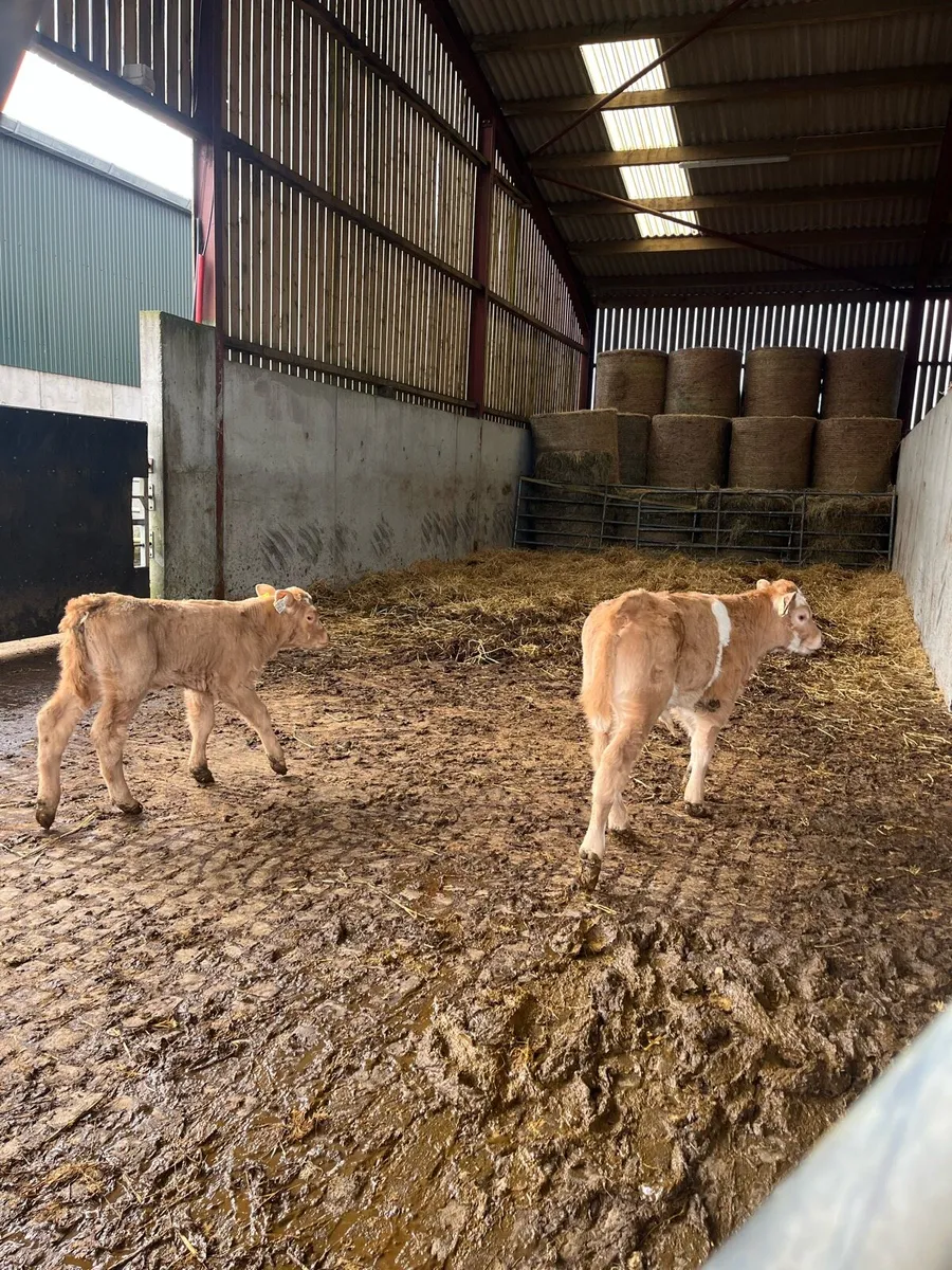 Charolais calf off red lim cow - Image 4