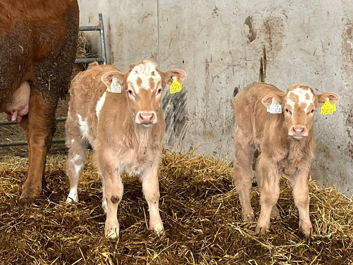 Charolais calf off red lim cow - Image 1