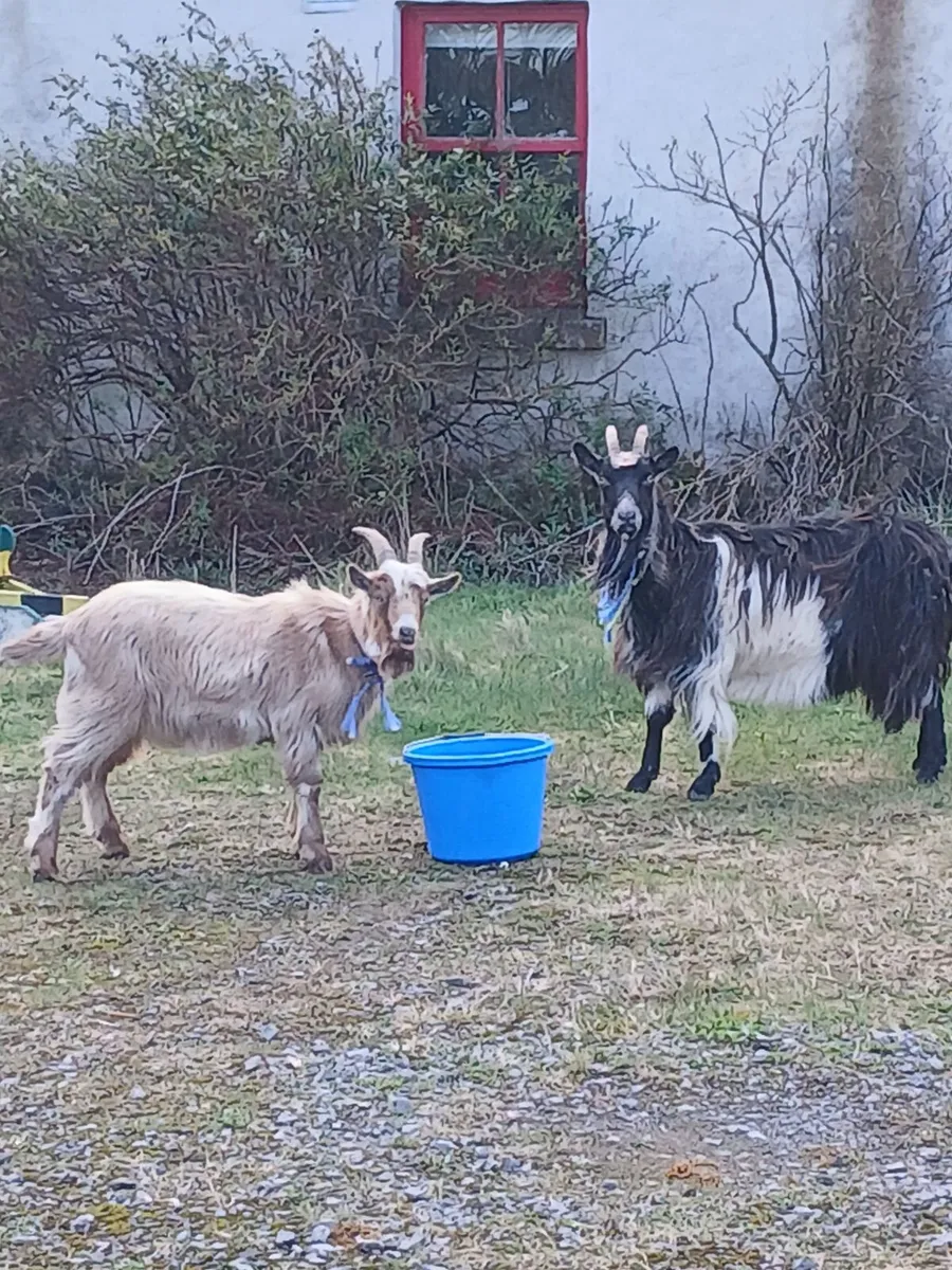 Goats for sale