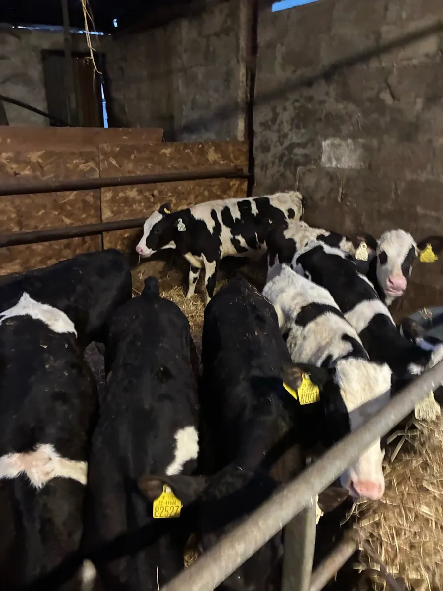 75  big strong fr bulls ready for grass - Image 1