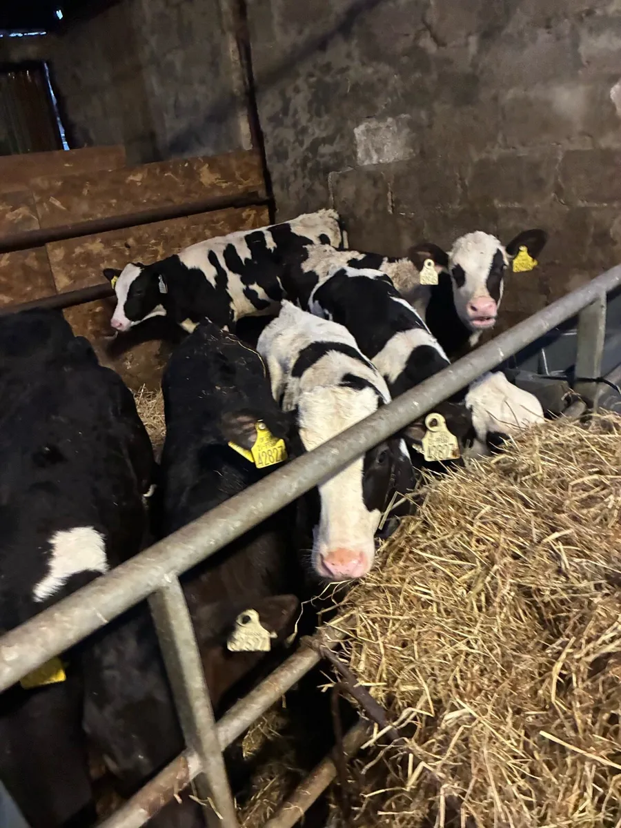 75  big strong fr bulls ready for grass - Image 2