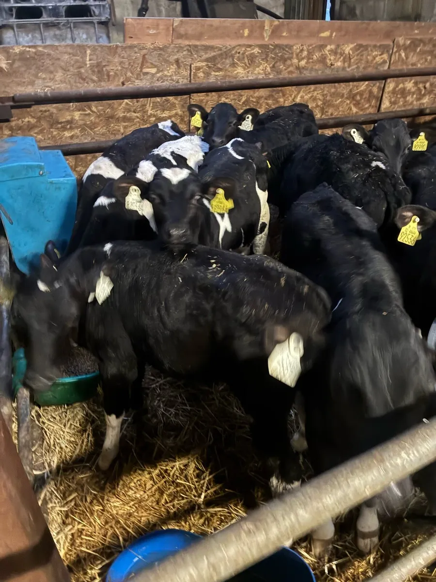 75  big strong fr bulls ready for grass - Image 3