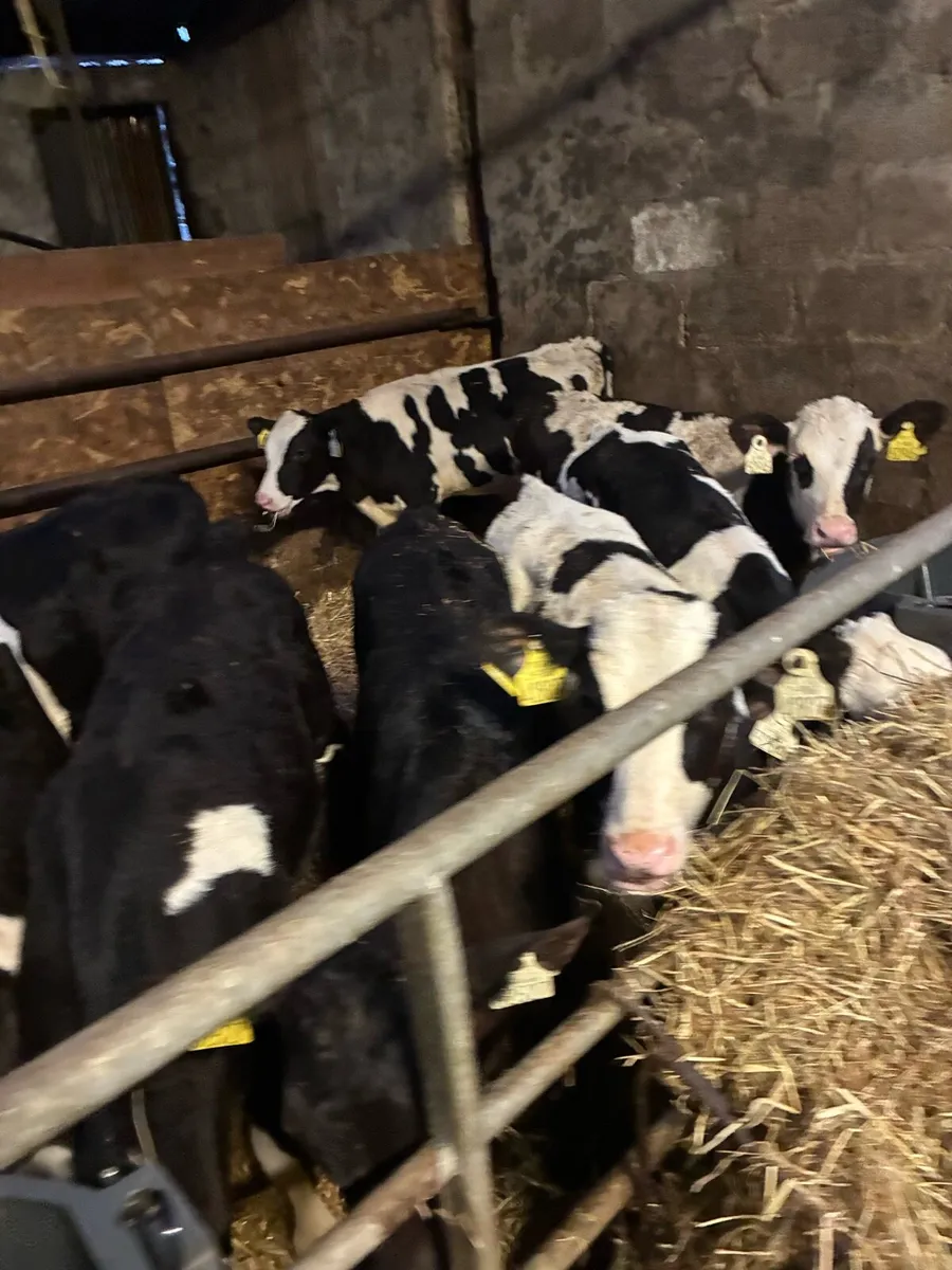 75  big strong fr bulls ready for grass - Image 4