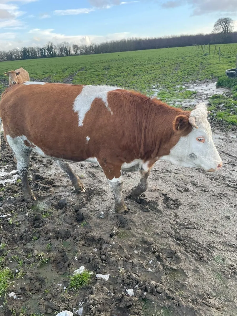 Maiden Heifer - Image 1