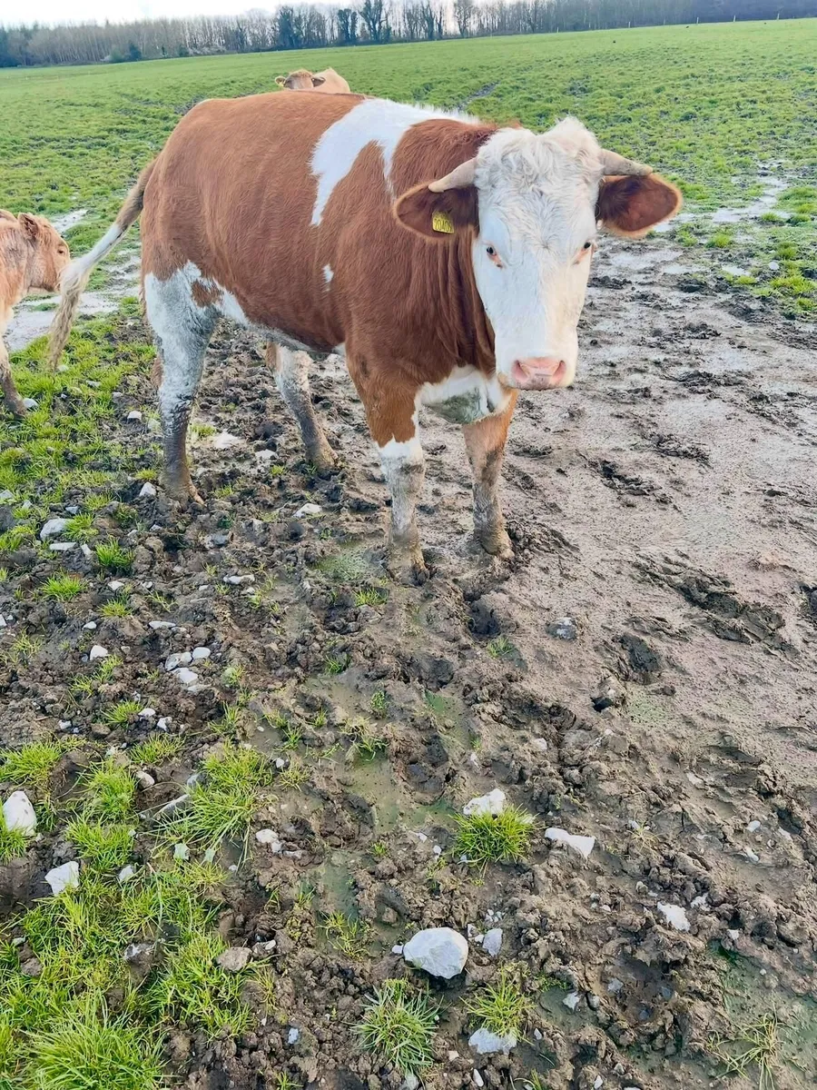 Maiden Heifer - Image 2