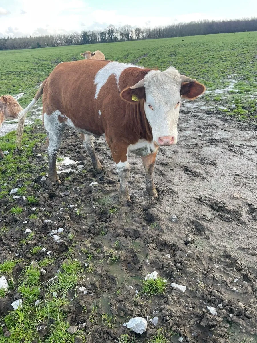 Maiden Heifer - Image 3