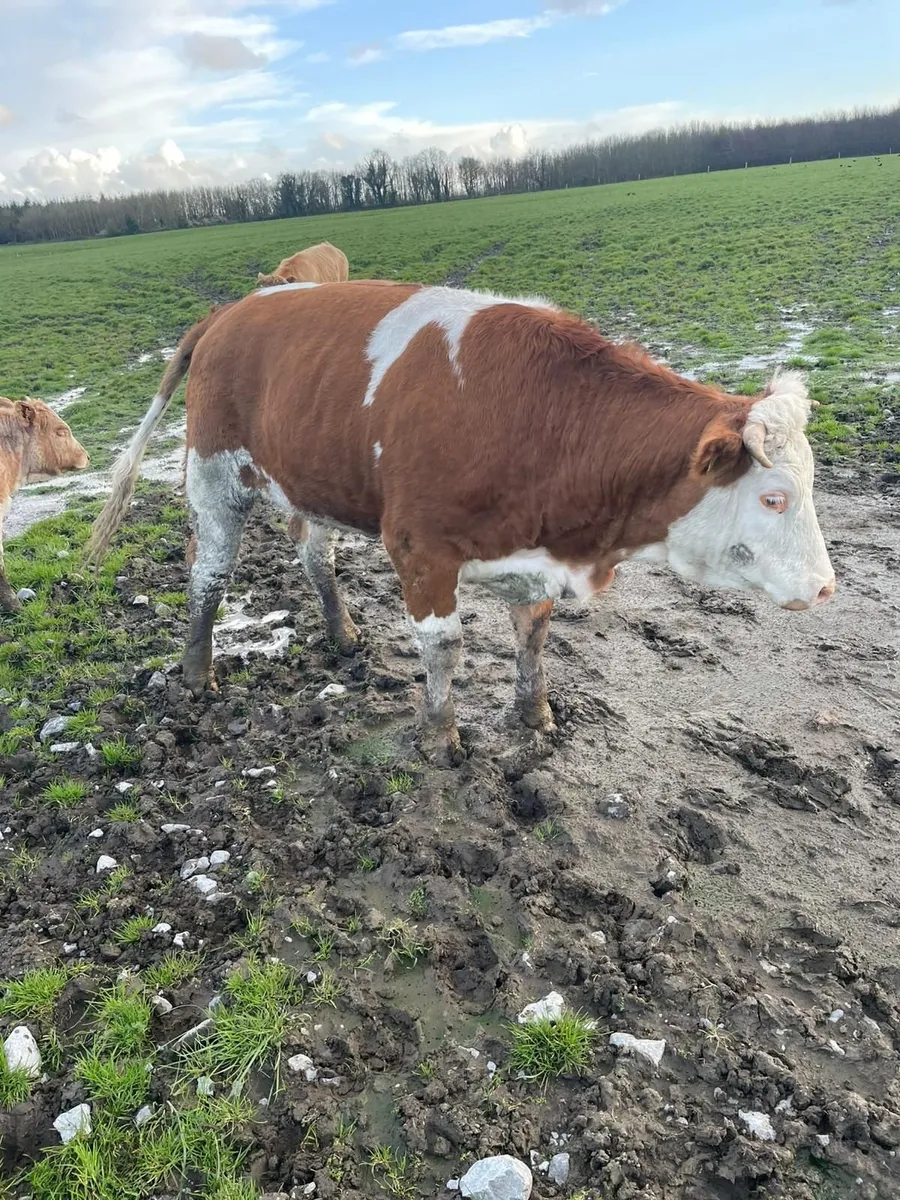 Maiden Heifer - Image 4