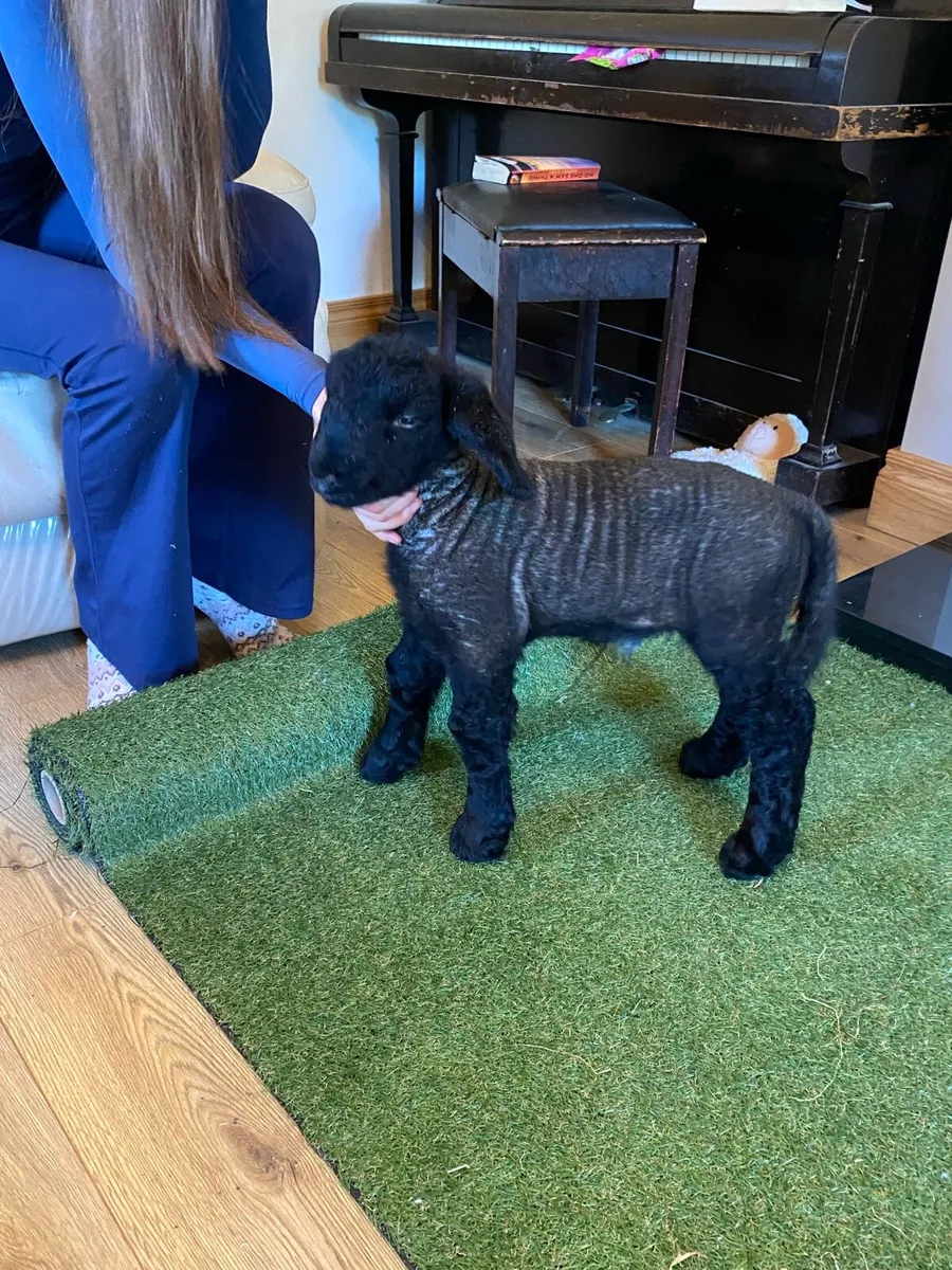 PEDIGREE SUFFOLK PET FOSTER EWE LAMB - Image 1