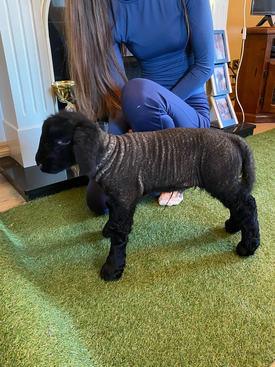 PEDIGREE SUFFOLK PET FOSTER EWE LAMB - Image 3