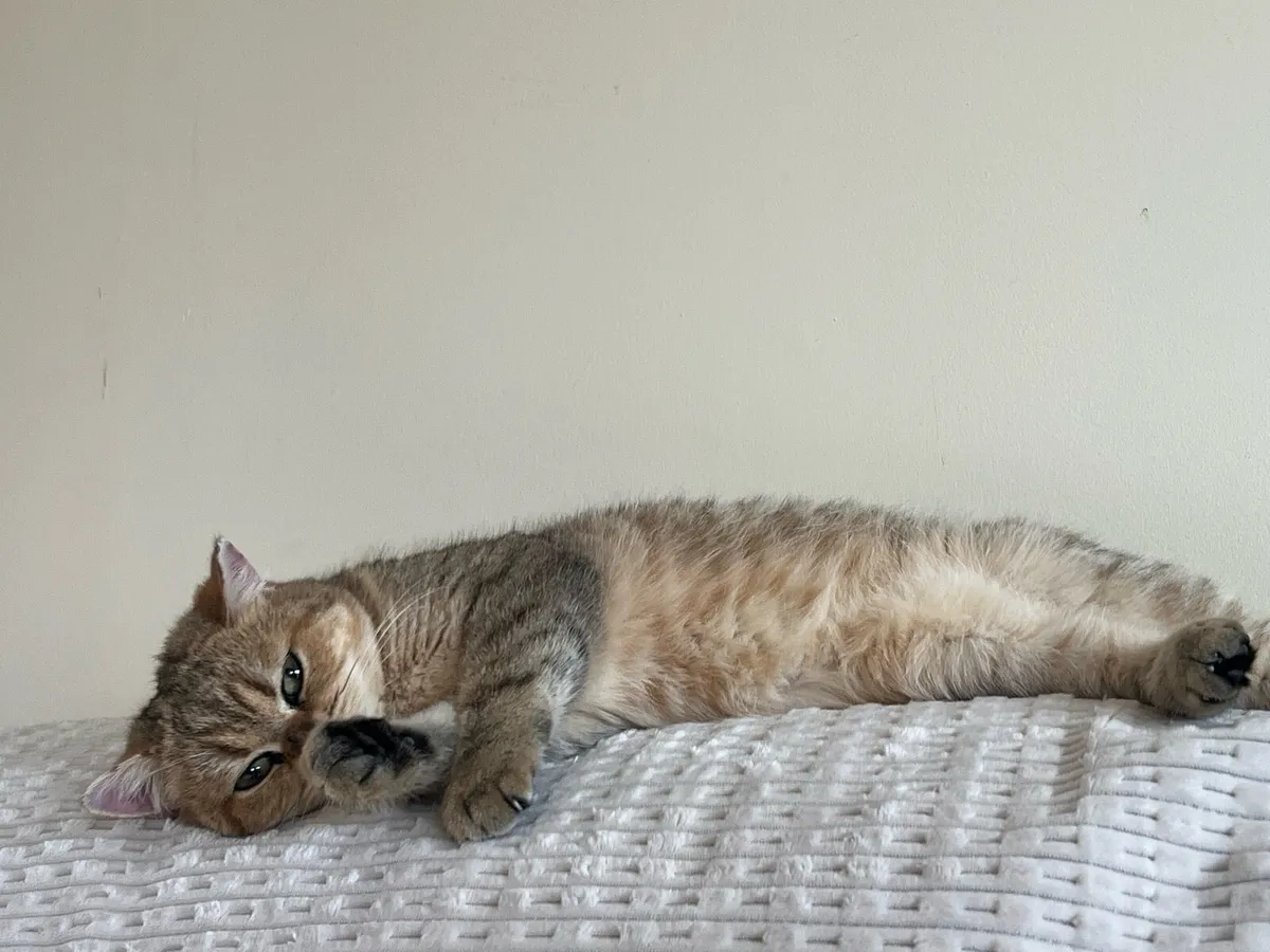 British short hair - Image 4