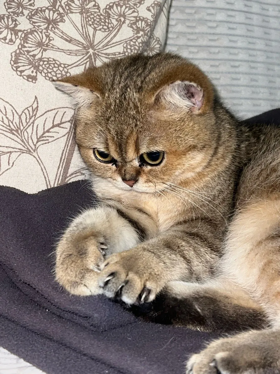 British short hair - Image 2