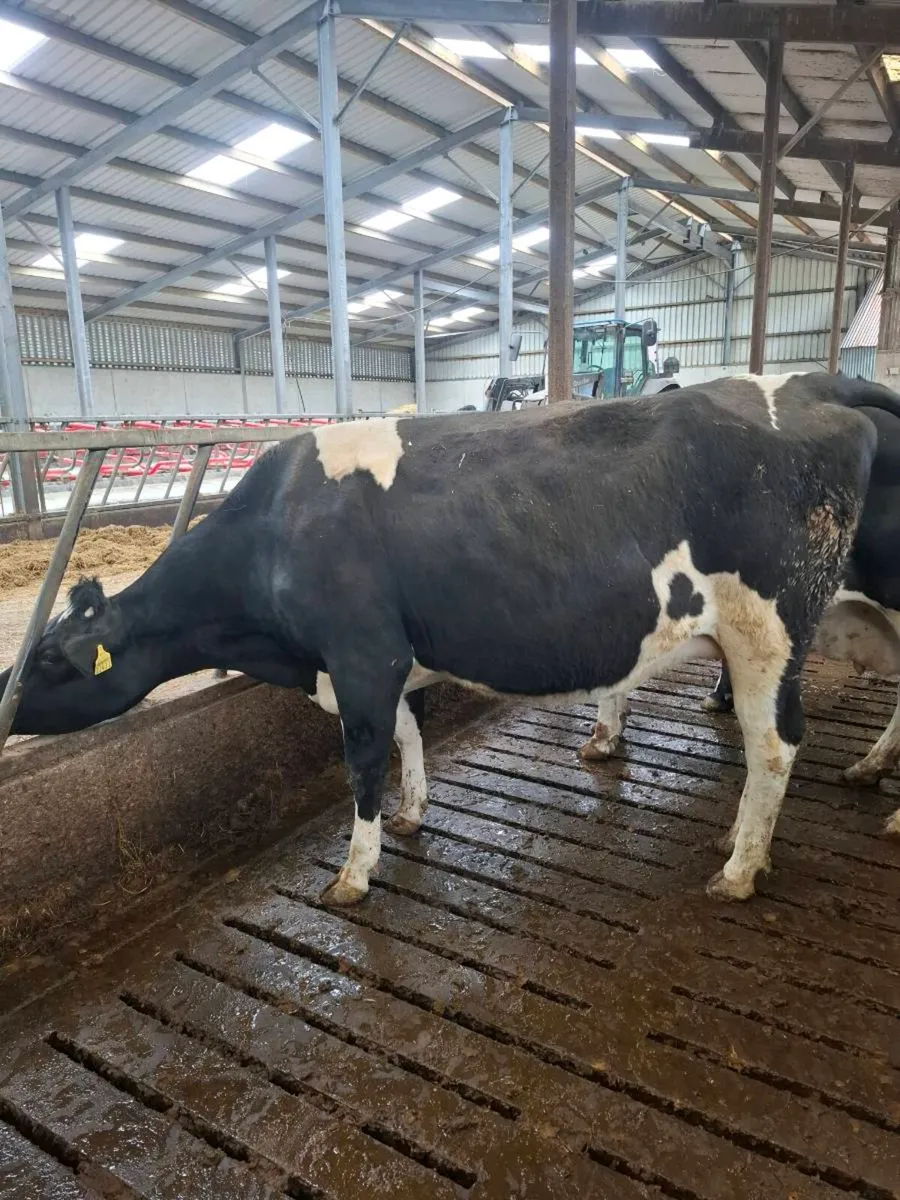 Incalf Heifers - Image 3