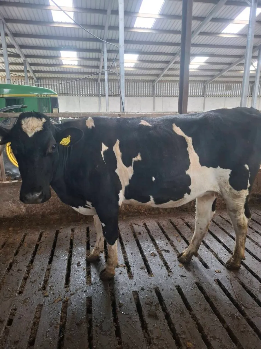 Incalf Heifers - Image 4