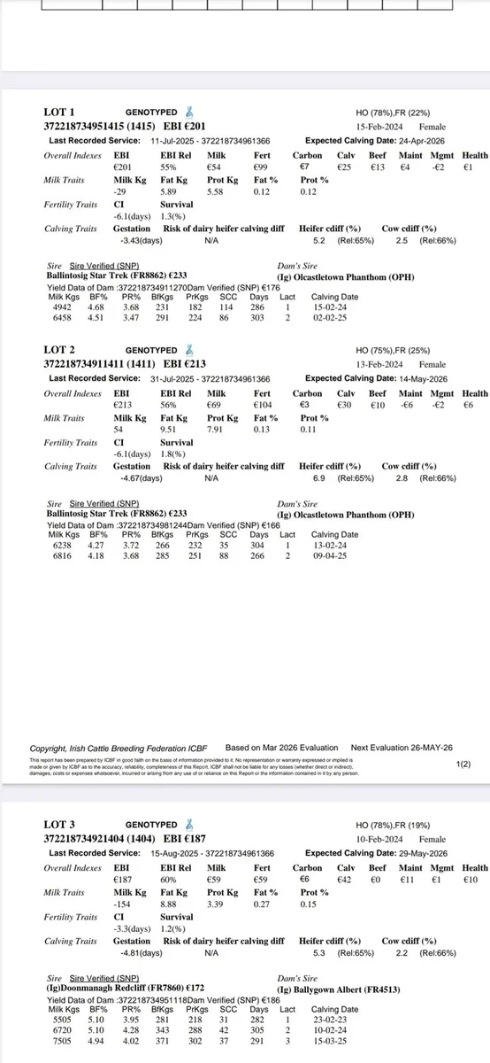 Incalf Heifers - Image 4
