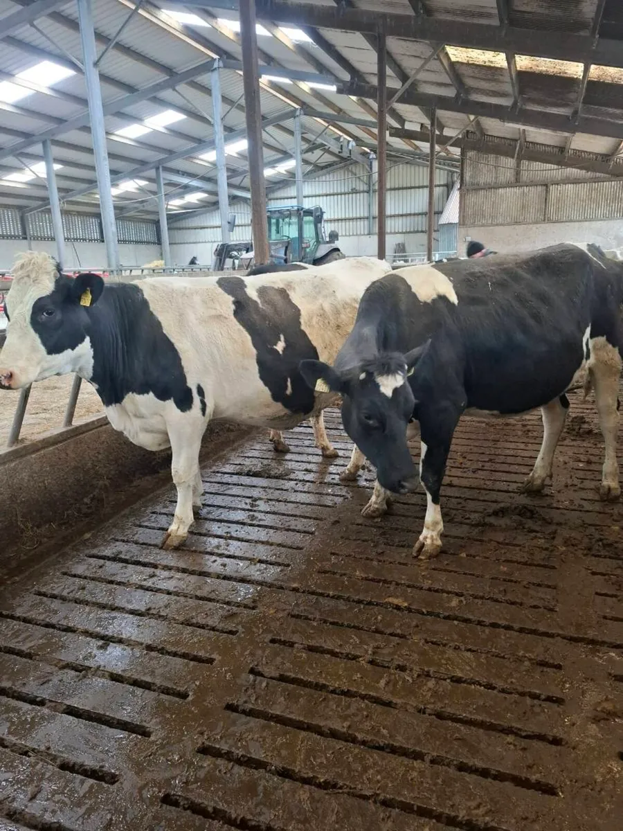 Incalf Heifers - Image 1