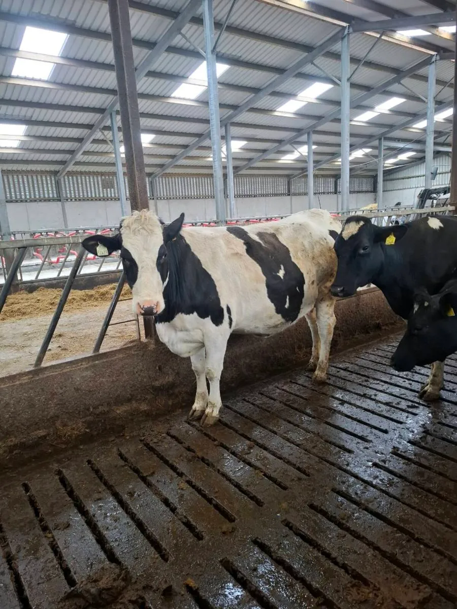 Incalf Heifers - Image 2