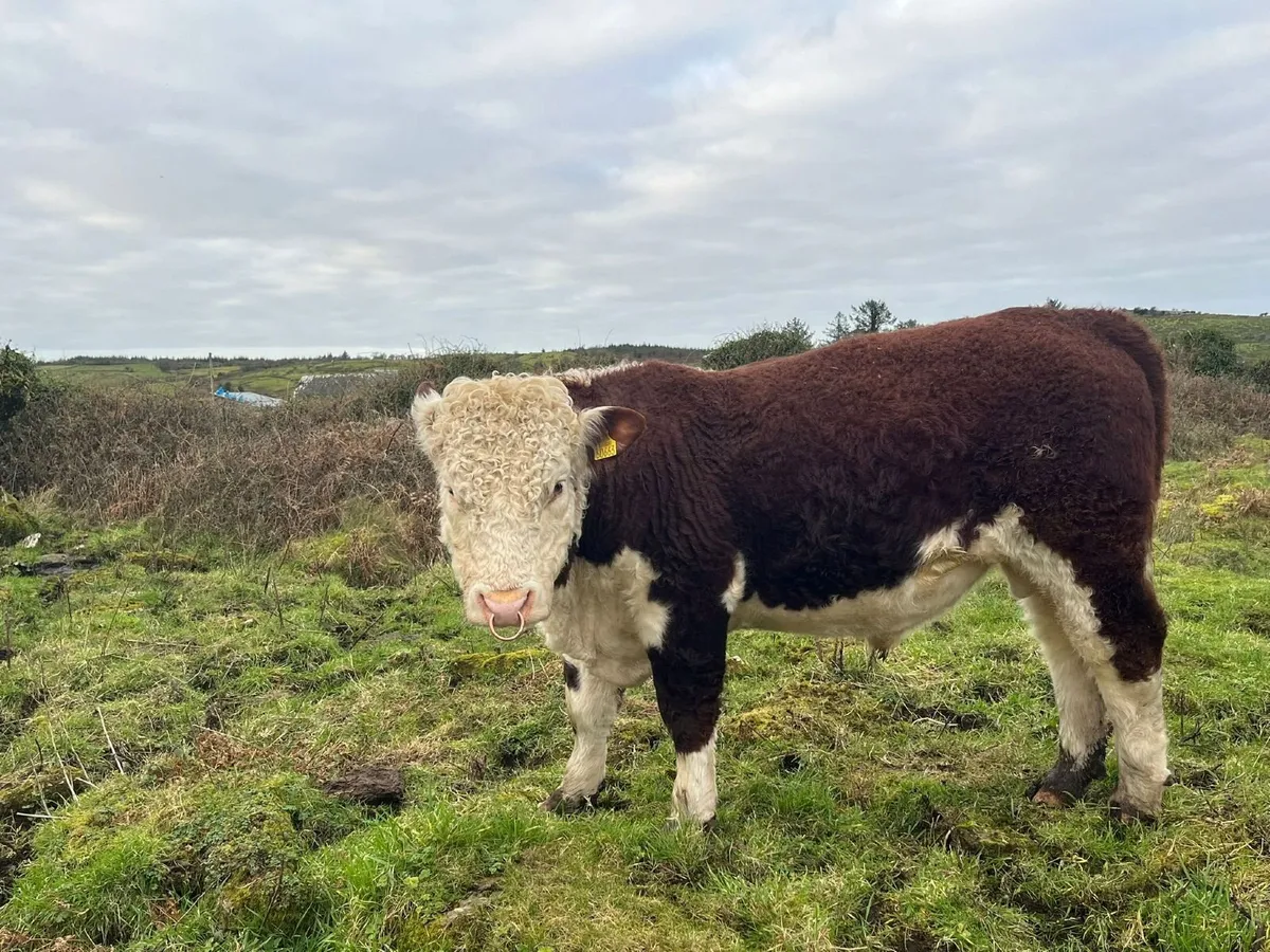 Pedigree Hereford Bulls for Sale - Image 2