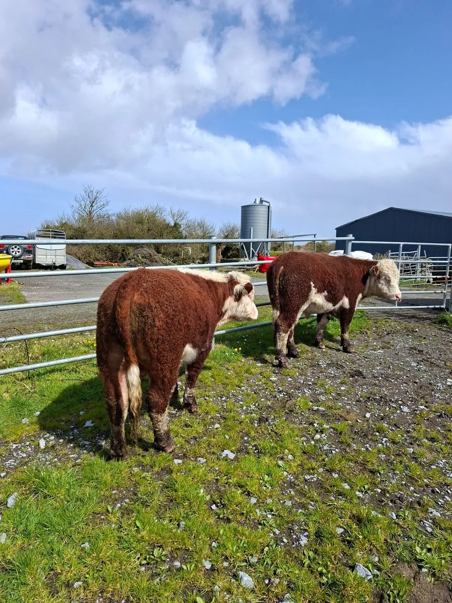 Pedigree Hereford Bulls for Sale - Image 1