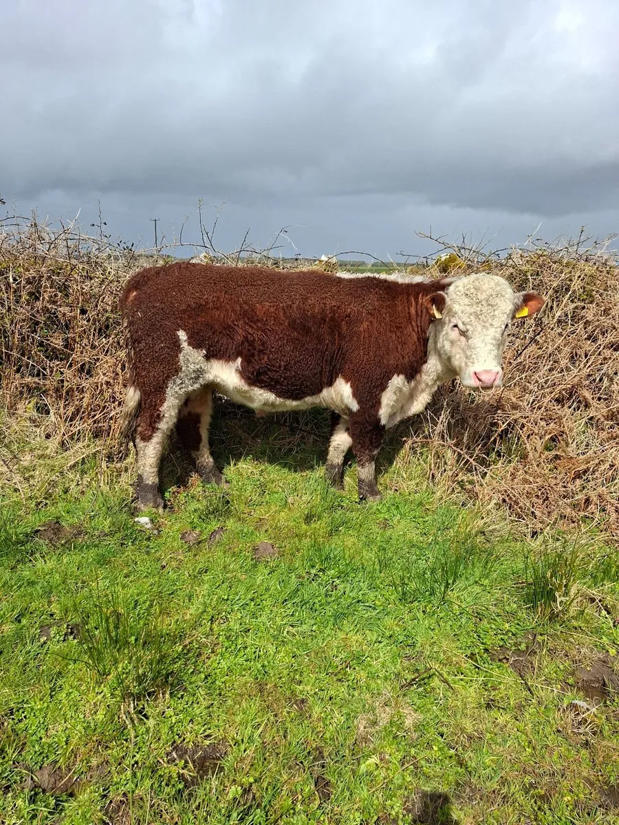 Pedigree Hereford Bulls for Sale - Image 4