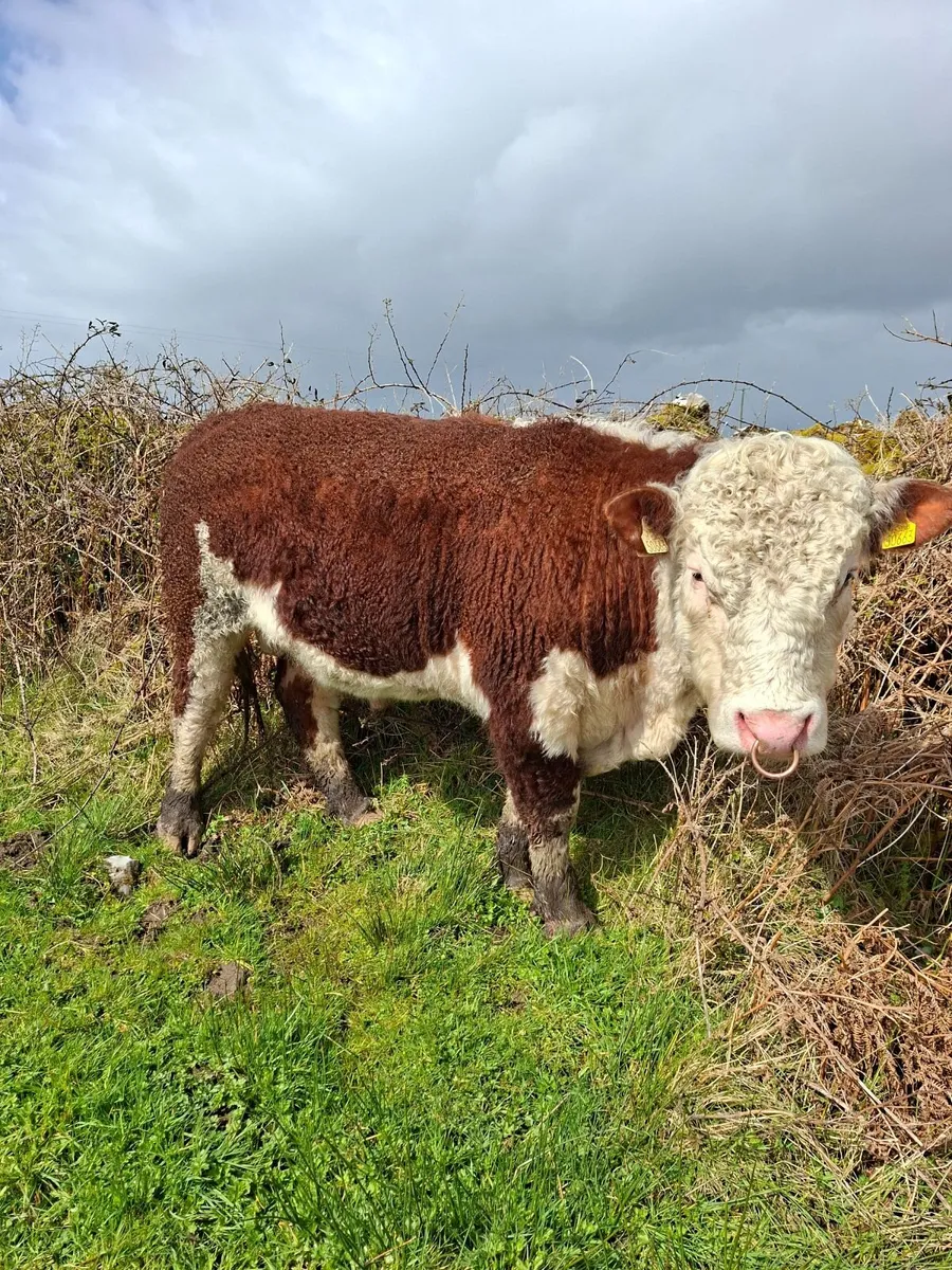 Pedigree Hereford Bulls for Sale - Image 3