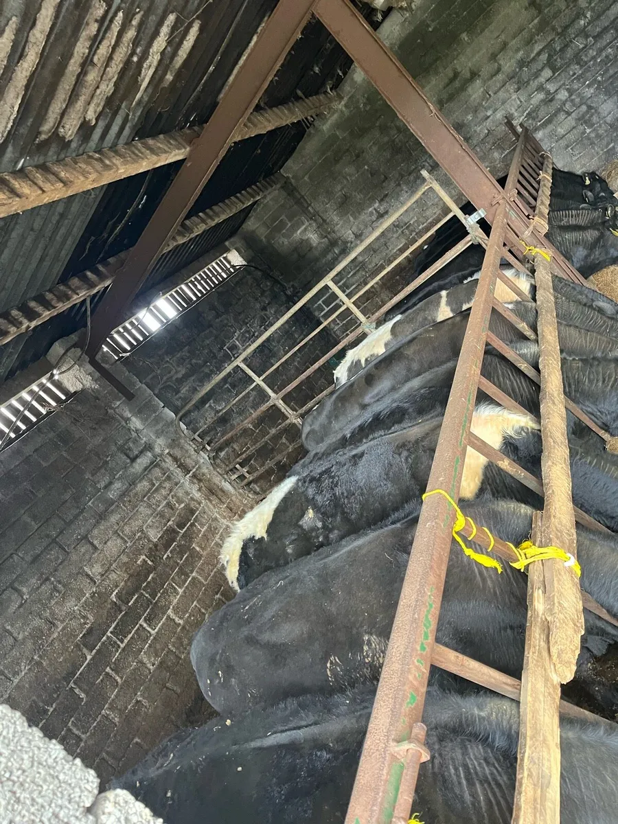 Weanling bulls - Image 1