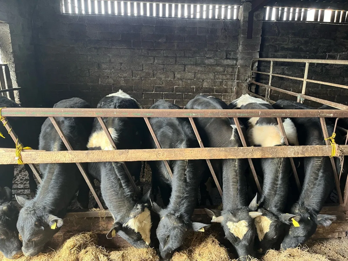 Weanling bulls - Image 2