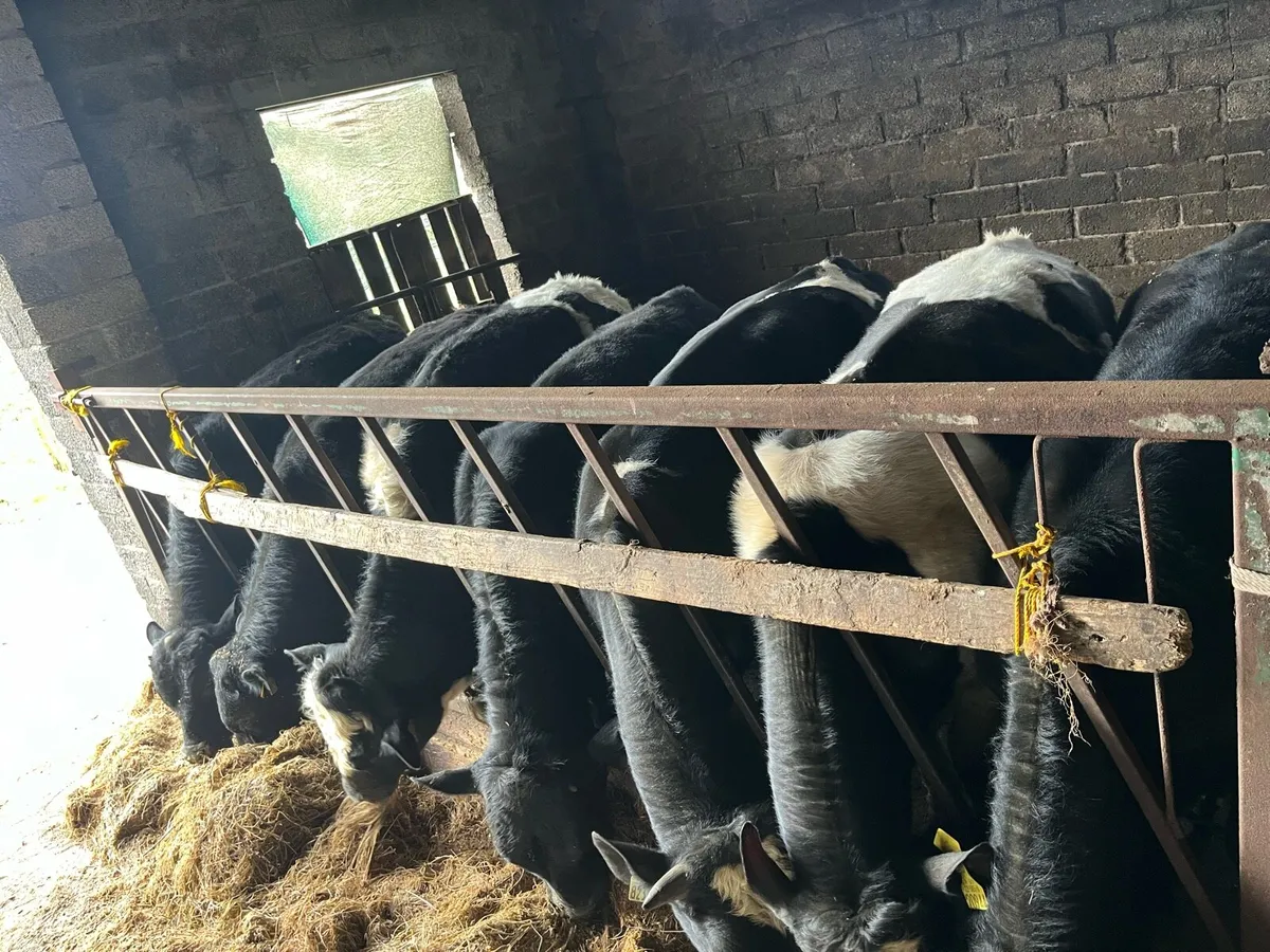 Weanling bulls - Image 3