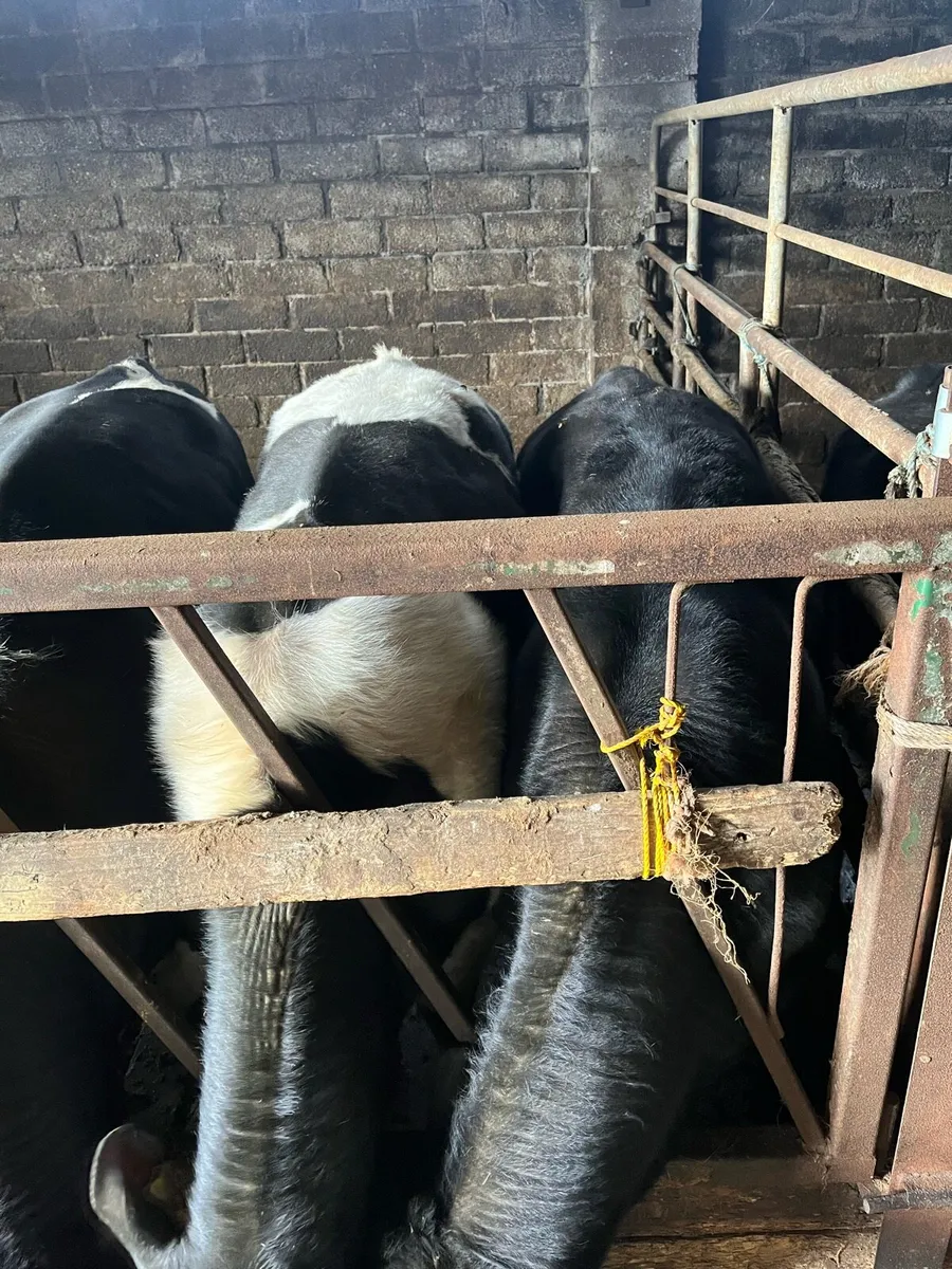 Weanling bulls - Image 4