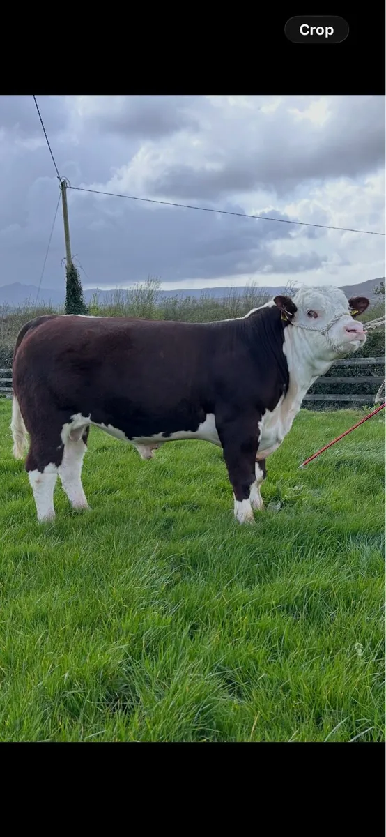 Hereford Bulls- Bandon Bull Sale April 22nd - Image 2
