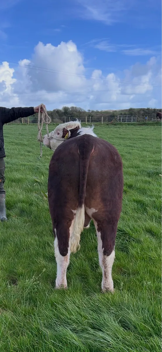 Hereford Bulls- Bandon Bull Sale April 22nd - Image 3