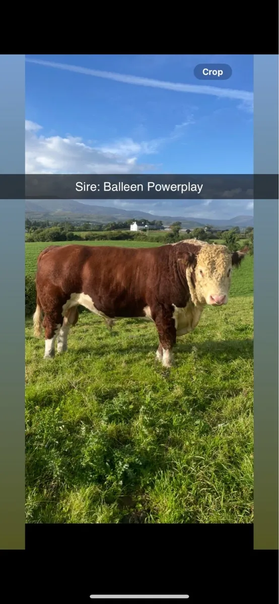 Hereford Bulls- Bandon Bull Sale April 22nd - Image 4