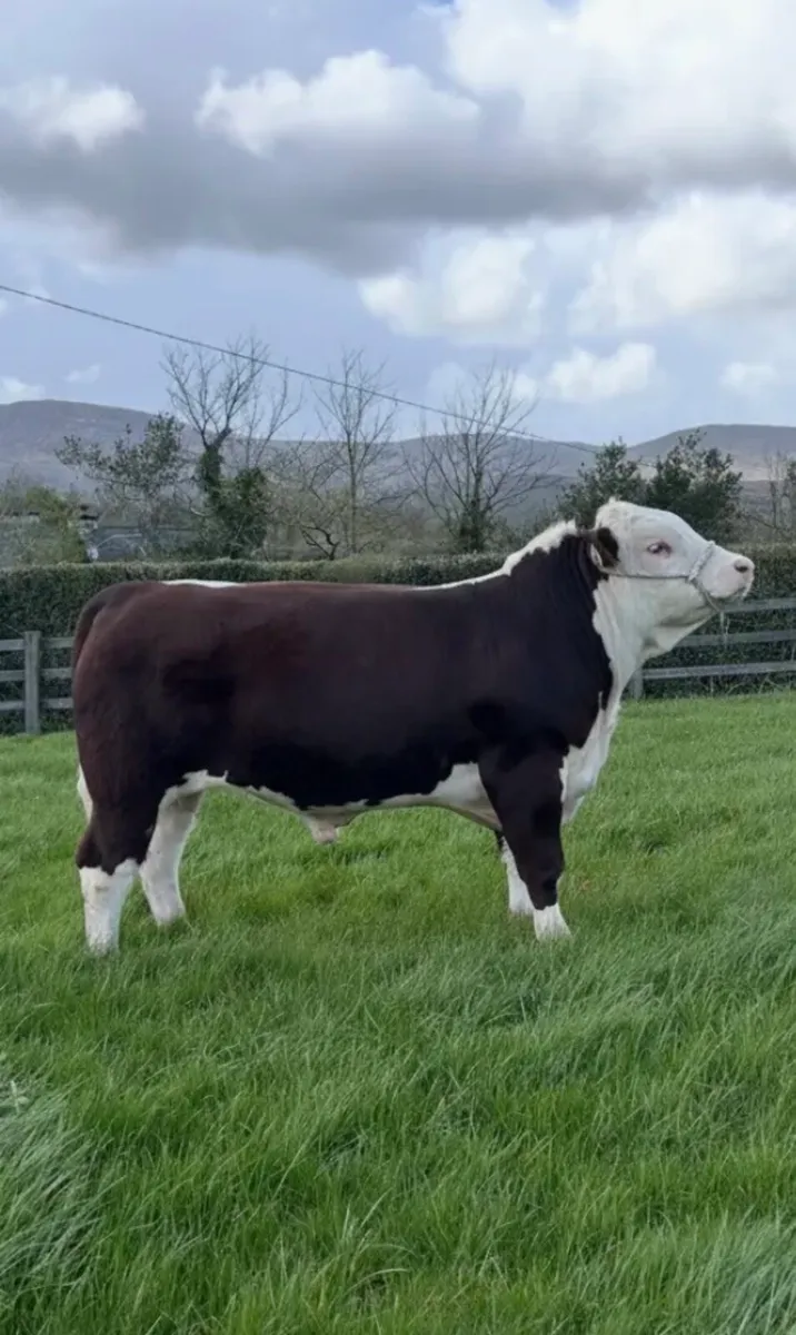 Hereford Bulls- Bandon Bull Sale April 22nd - Image 1