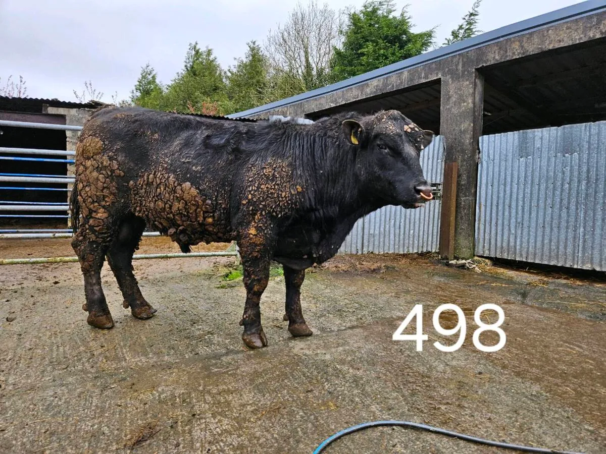 Angus bulls - Image 1