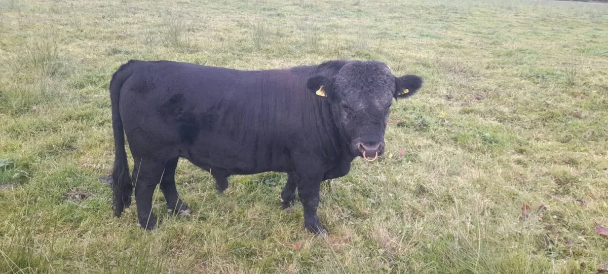 Halter trained Dexter cattle - Image 1