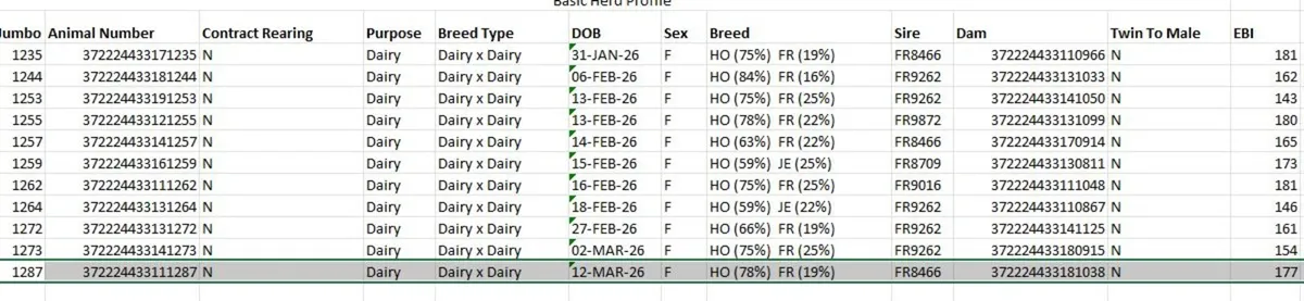 Dairy Calves 6-10 weeks old - Image 2