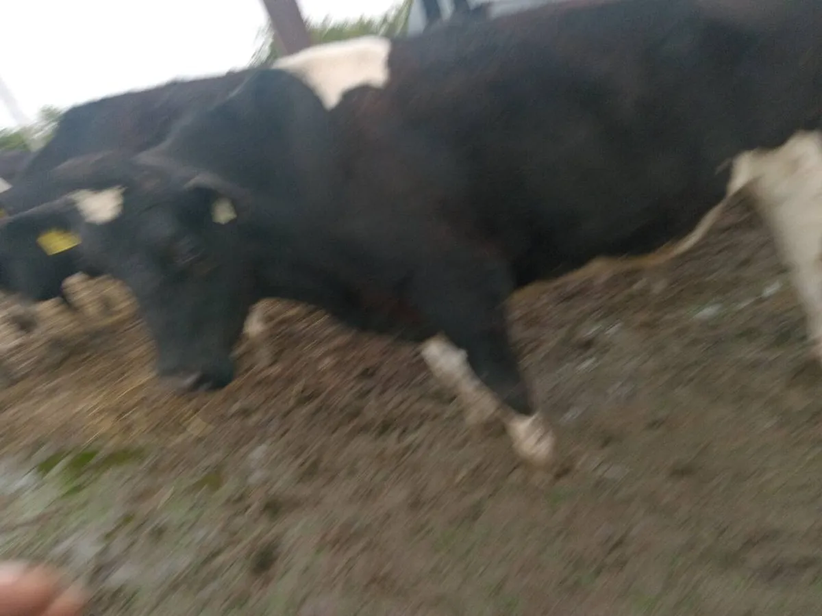 10 heavy fresian bullocks - Image 3
