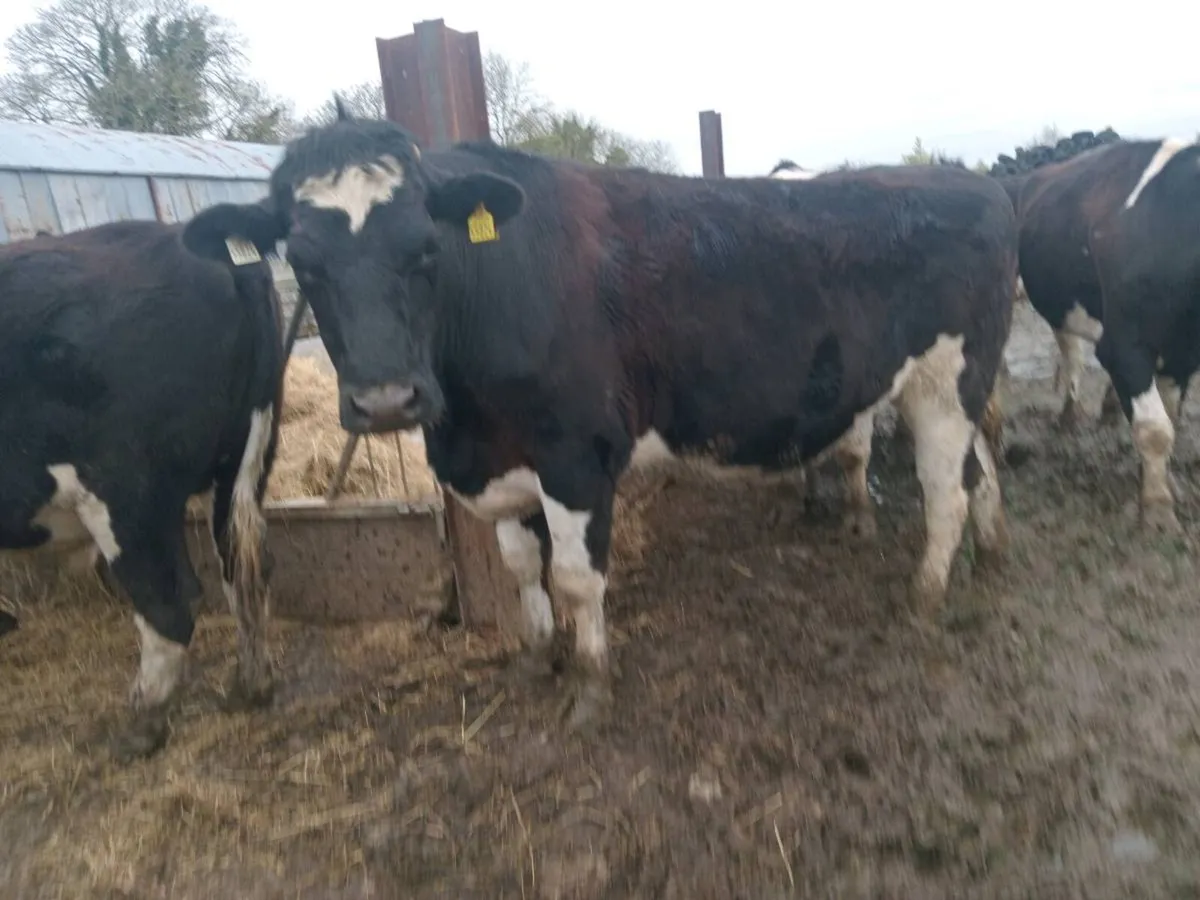 10 heavy fresian bullocks - Image 1