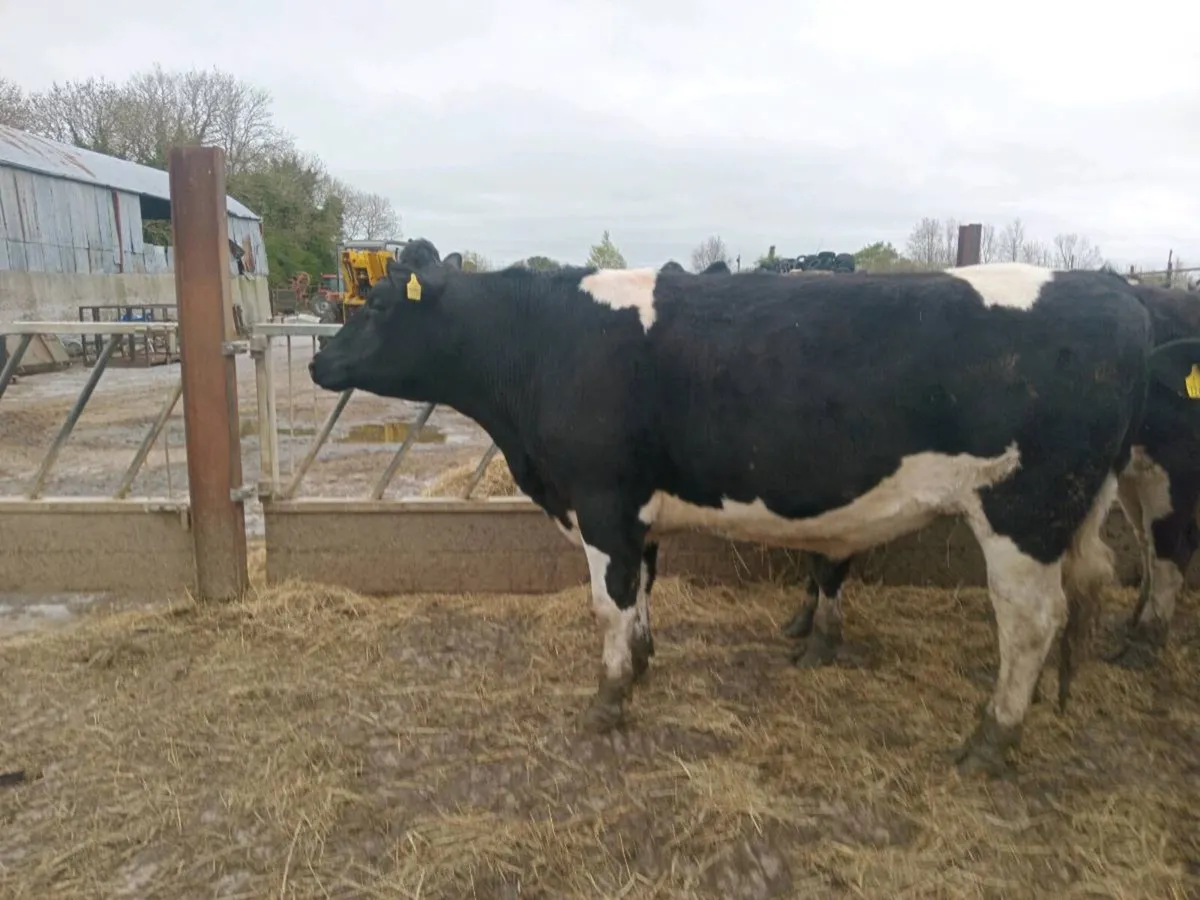 10 heavy fresian bullocks - Image 2