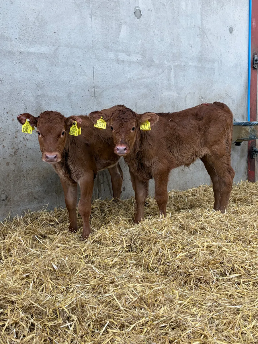 2 Limousine Heifer Calves - Image 1