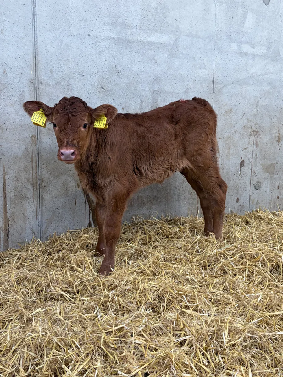 2 Limousine Heifer Calves - Image 2