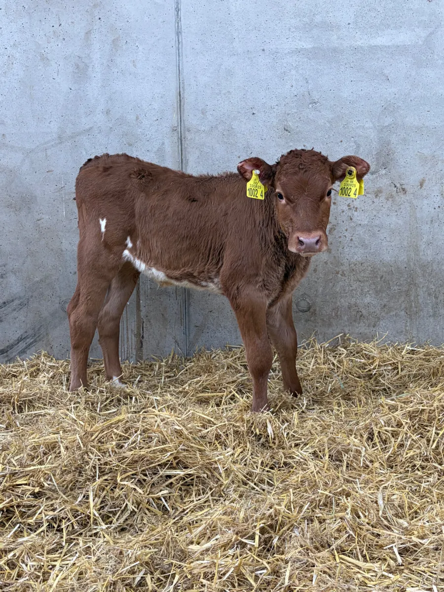2 Limousine Heifer Calves - Image 3