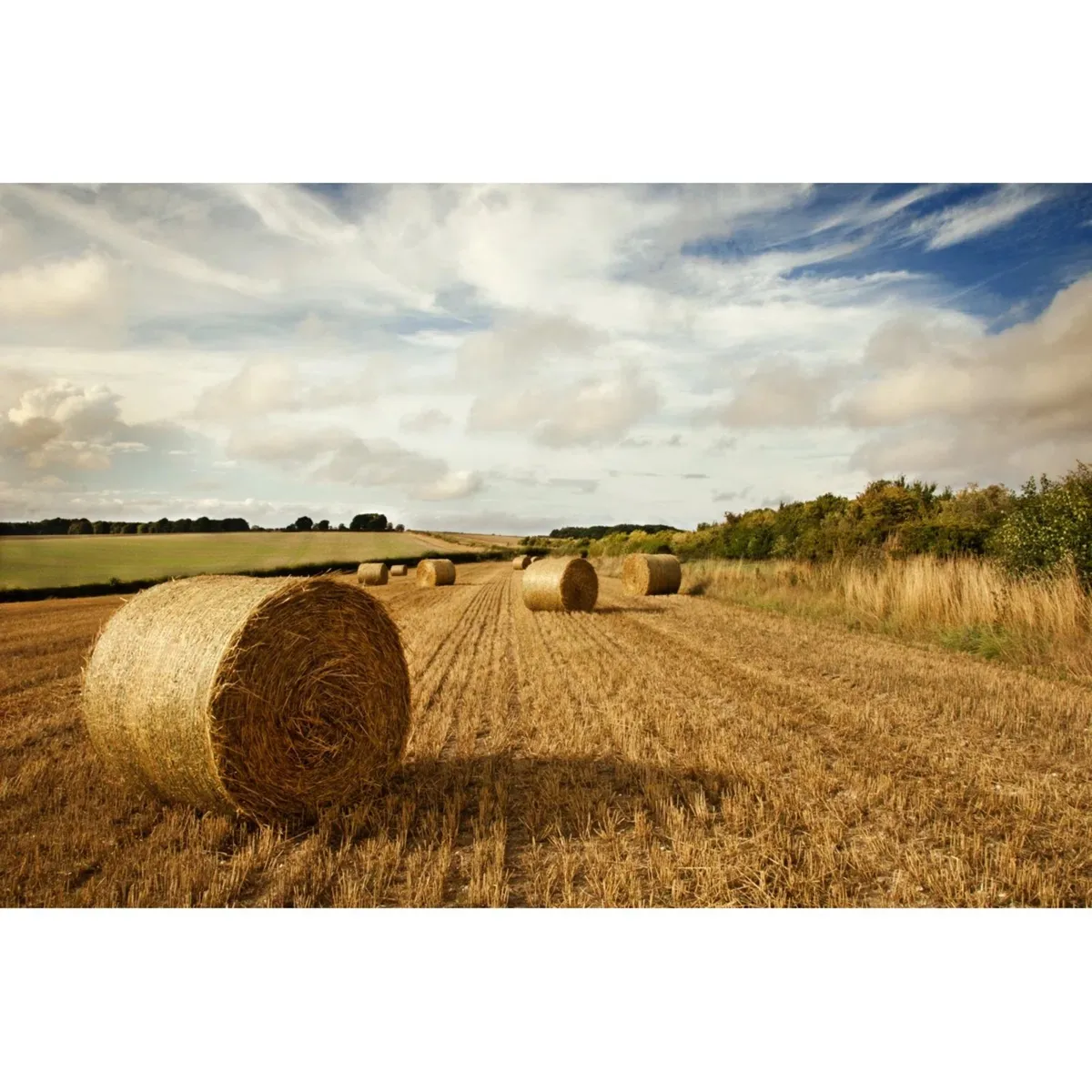 4x4 Wheaten Bales (Cork)