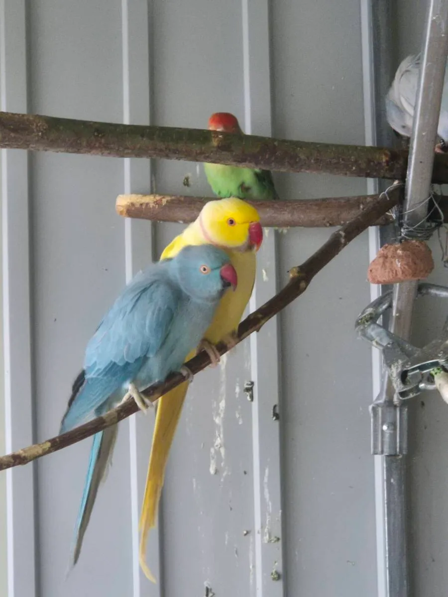 Ringnecks budgies for sale - Image 1
