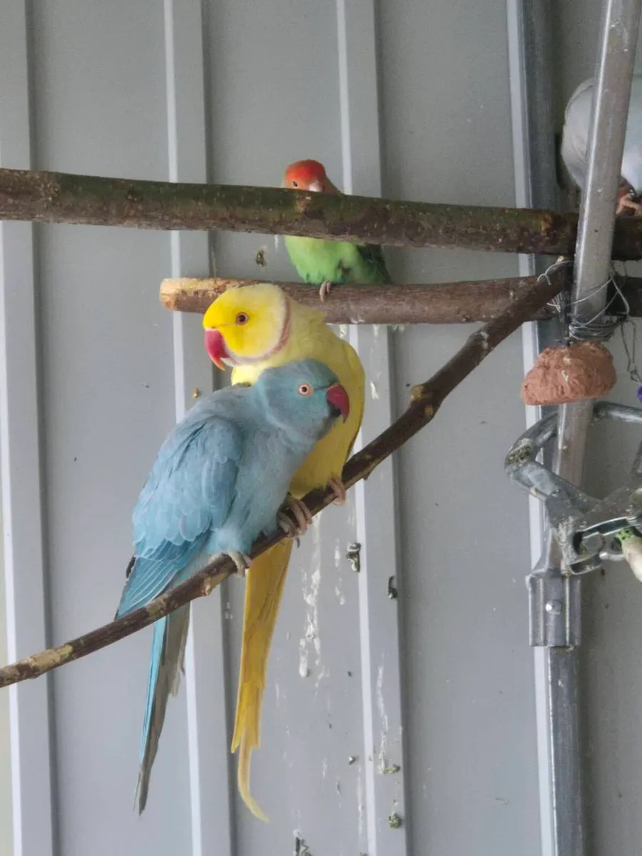 Ringnecks budgies for sale - Image 2