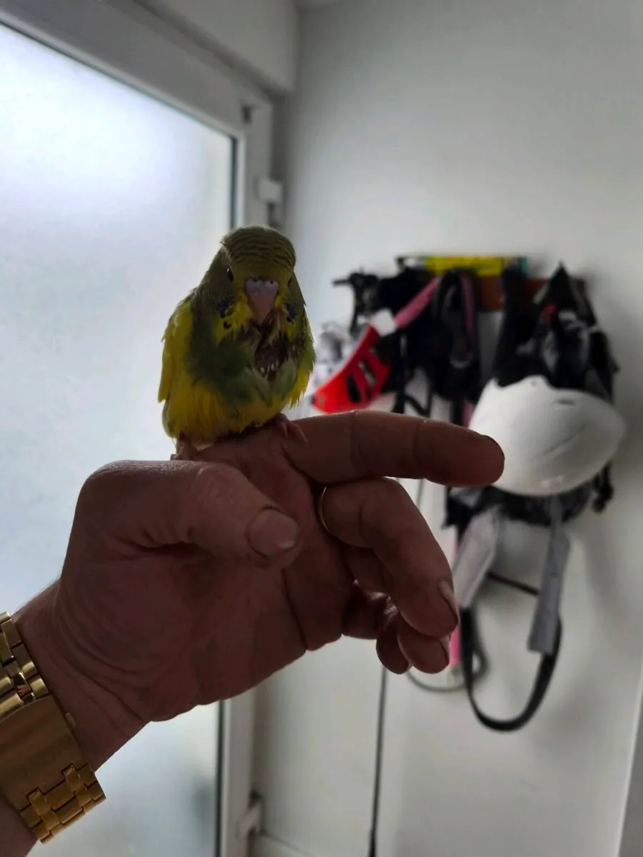 budgies for sale - Image 3