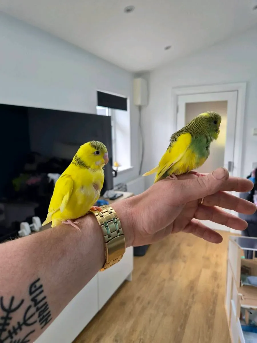 budgies for sale - Image 4