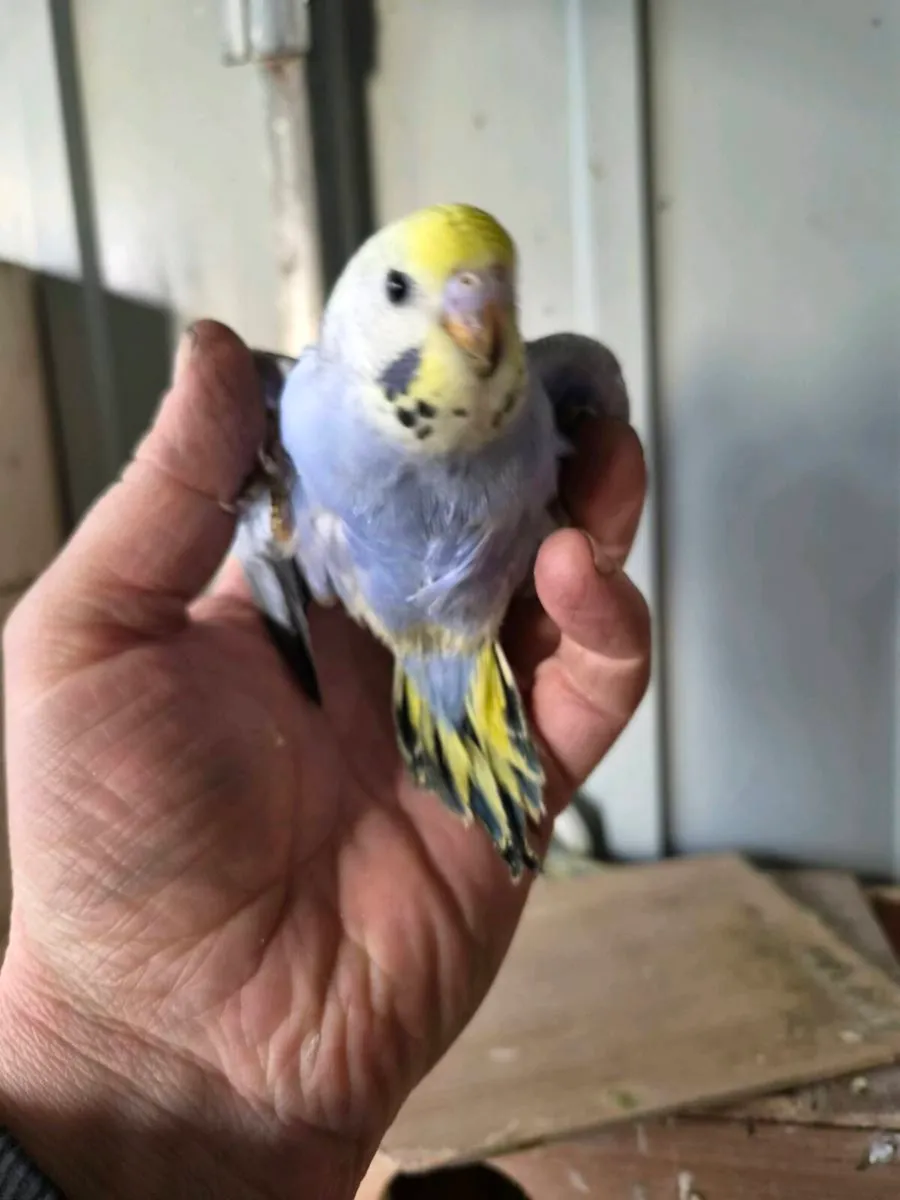 budgies and cockiteils for sale - Image 3